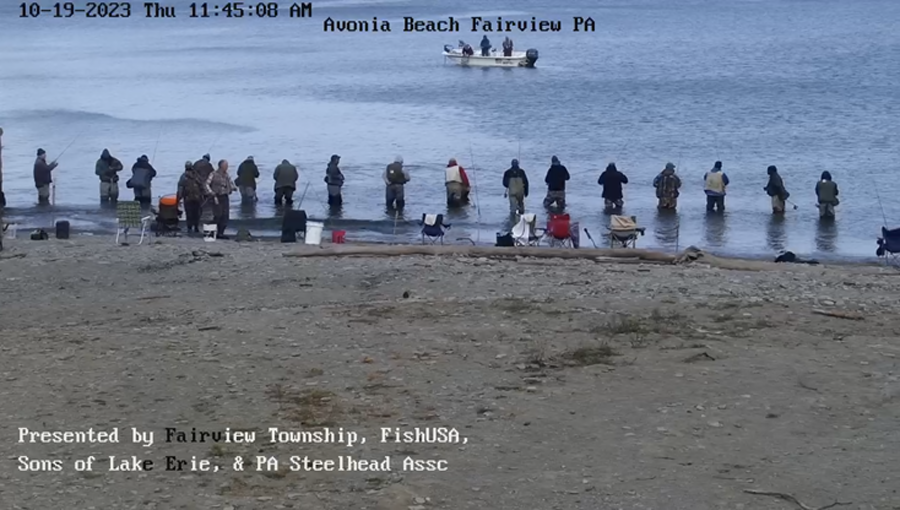 Avonia Beach Live Camera